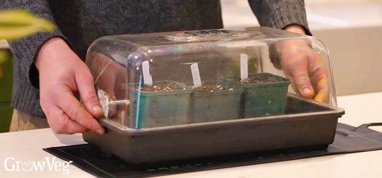 Humidity dome on a heat mat