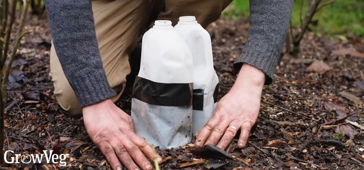 Winter sowing in milk cartons