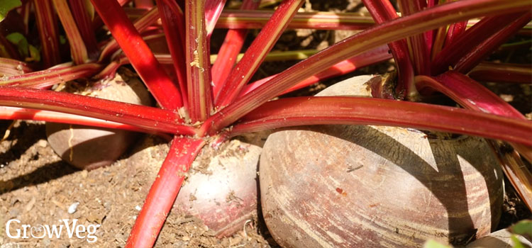 Beets