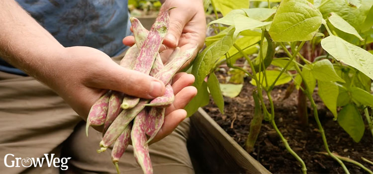 Bean pods