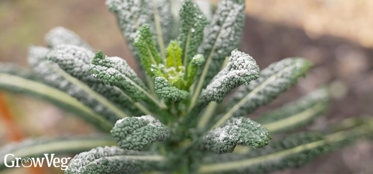 Frosty kale
