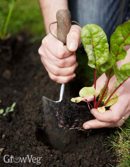 “planting-beets”