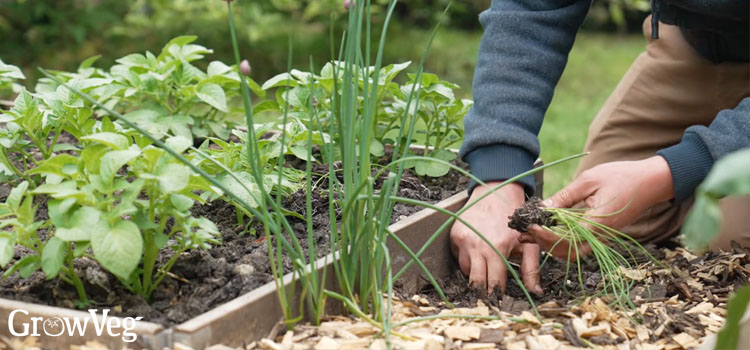 Planting chives