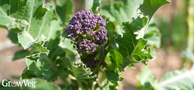 Purple sprouting broccoli