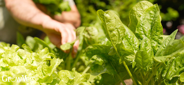 Harvesting spinach