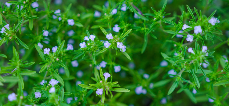 Summer savory