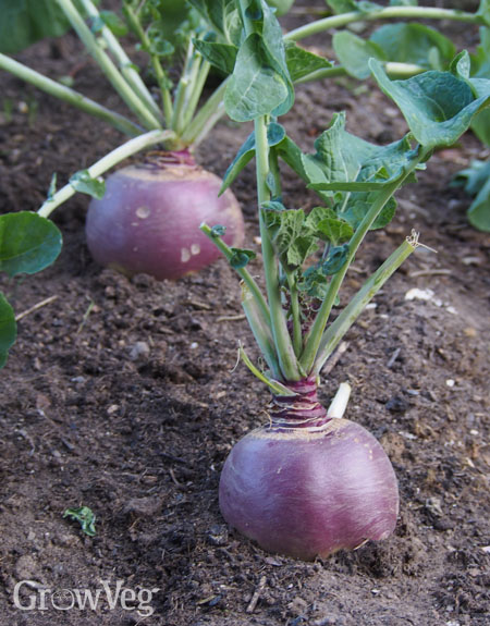 Rutabagas