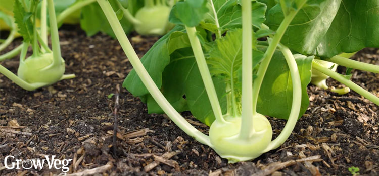 Green kohlrabi