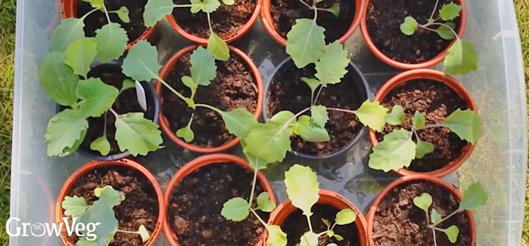 Kohlrabi seedlings