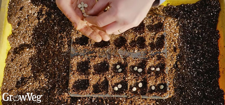 Sowing peas