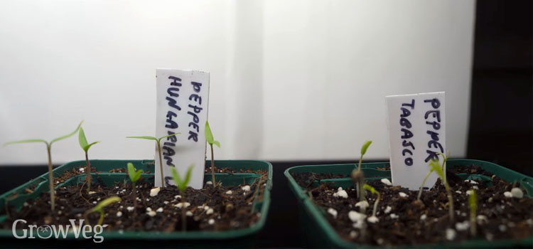 Chili seedlings under grow lights