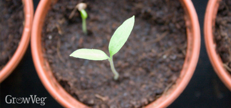 Eggplant seedling