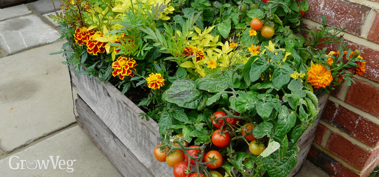 Marigolds and tomatoes