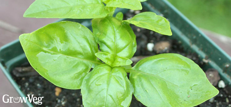 Basil