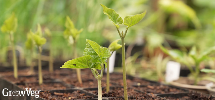 Bean seedlings