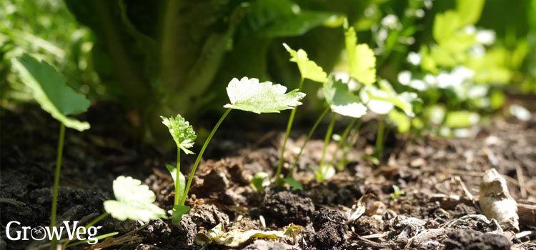 Parsnip seedlings