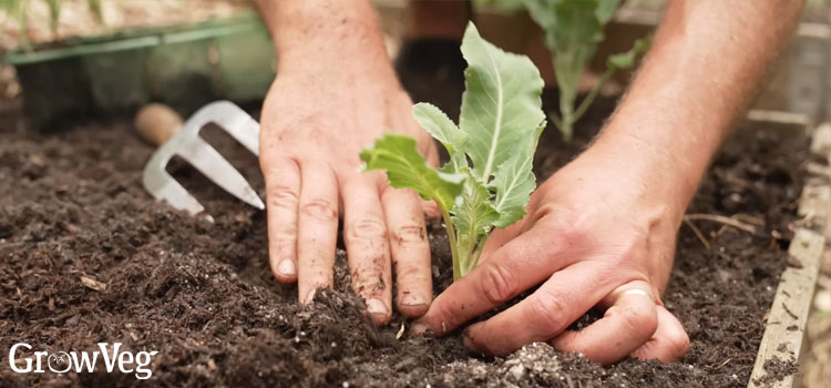 Planting Brussels sprouts