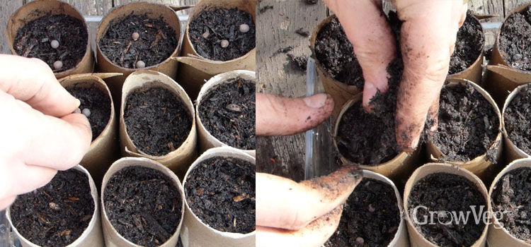 Sowing and covering sweet pea seeds