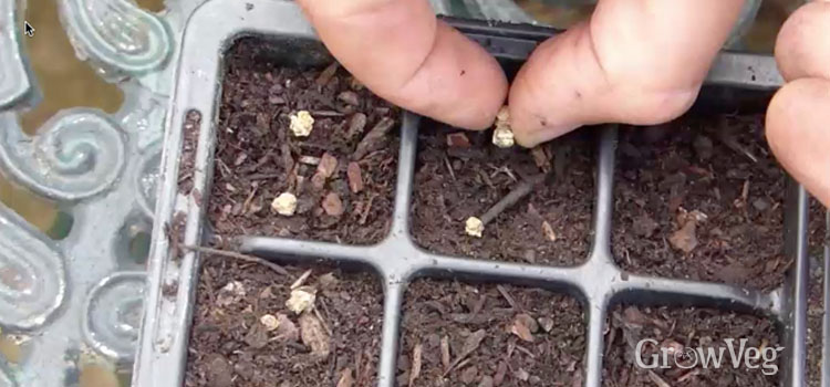 Sowing seeds into a module tray