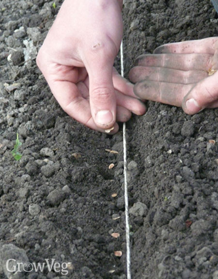 Sowing saved parsnip seed