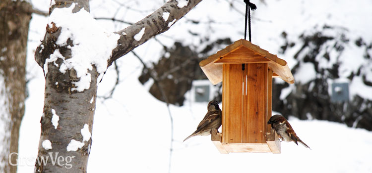 Sparrows on a bird feeder