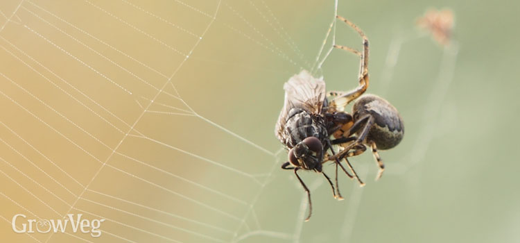 Spider with a fly trapped on its web