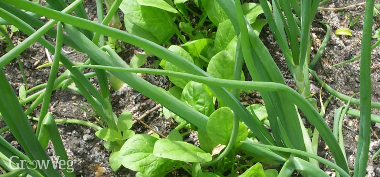 Spinach interplanted with onions