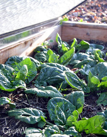 Growing spinach in a cold frame