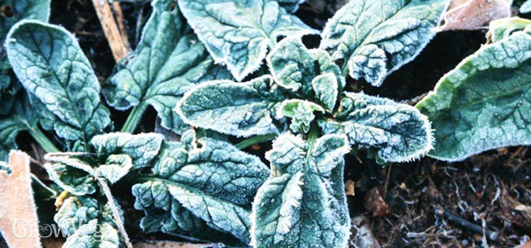 Spinach bristling with frost