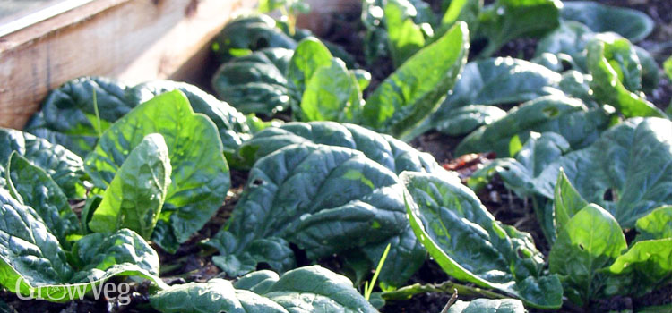 Spinach in a cold frame