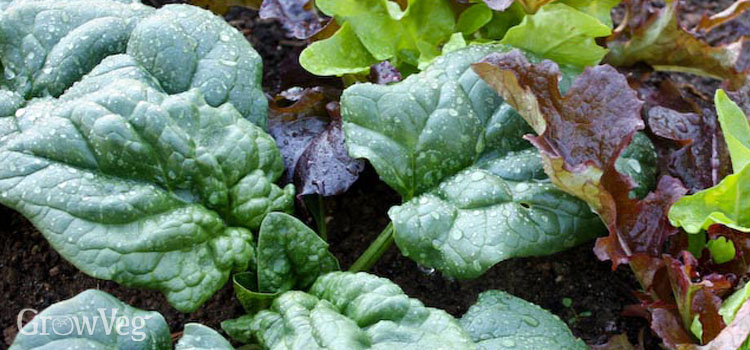 Spinach intercropped with lettuce