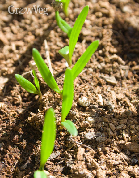 Spinach seedlings
