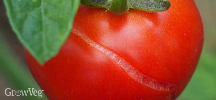 “Tomato