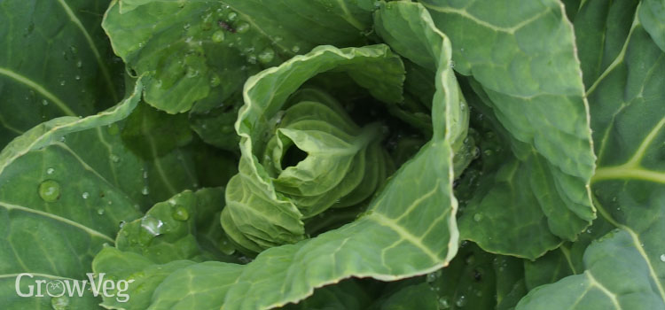 Spring cabbages can be used for greens or heads