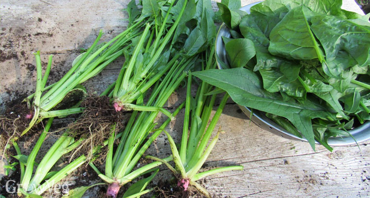 Taking the final harvest from bolting spinach