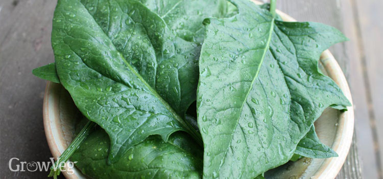 Harvested spinach leaves