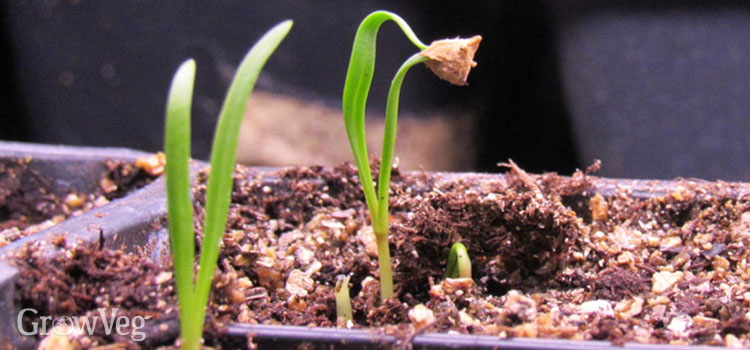 Spinach seedlings