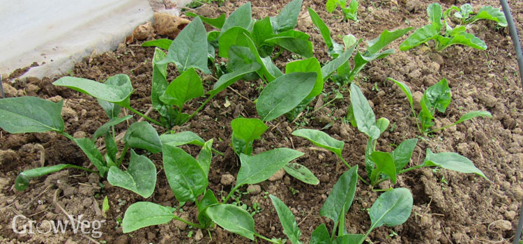 Spinach in a row cover tunnel