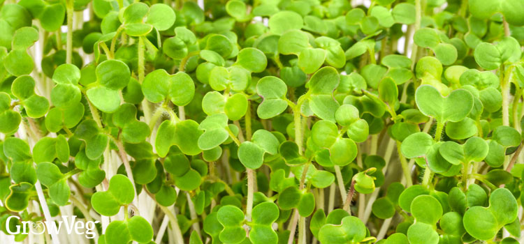 Sprouted mustard seeds