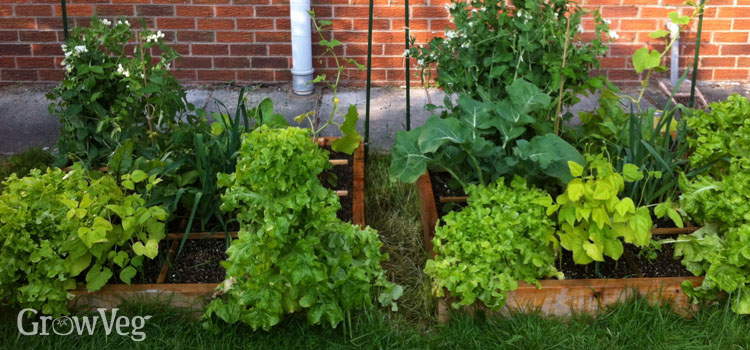 Planning a Square Foot Garden is easy with the Garden Planner software