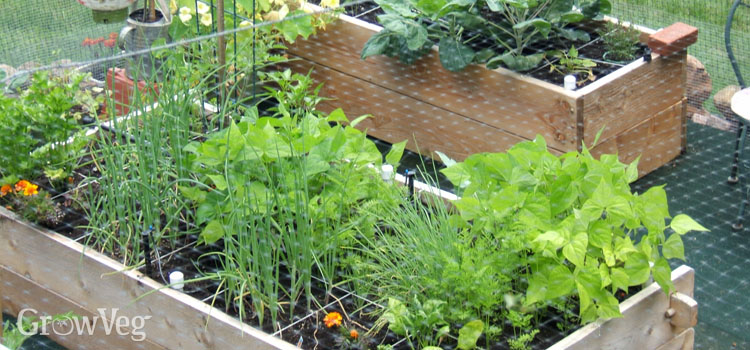 A square foot garden planned using the GrowVeg.com Garden Planner software
