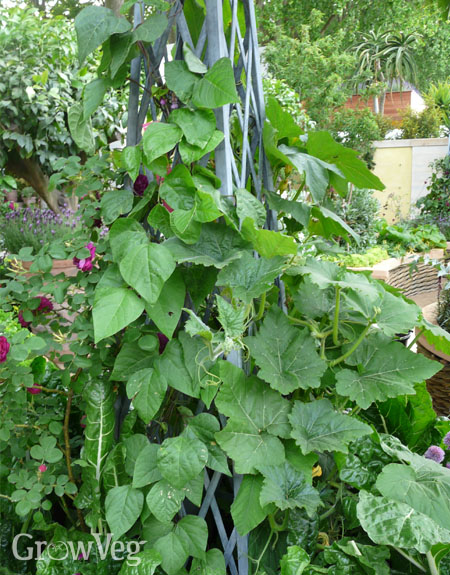  Squash and beans vertically trained up a wigwam