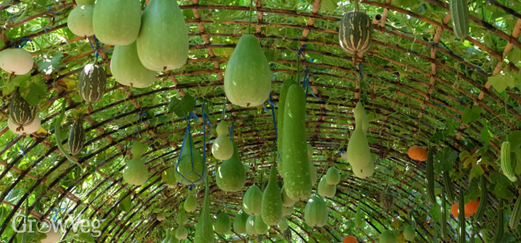 Squashes dangling from an arch