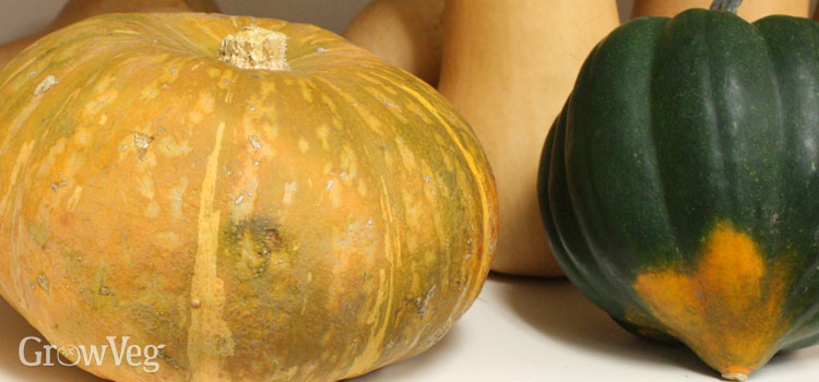 Kubocha squash showing signs of spoilage next to an unspoiled acorn squash