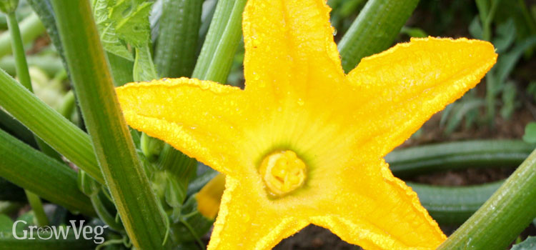 Squash flower corolla