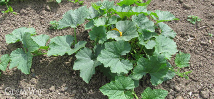 Healthy squash showing no sign of powdery mildew on their leaves