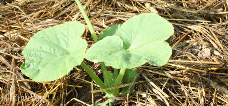 Squash mulched to improve clay soil
