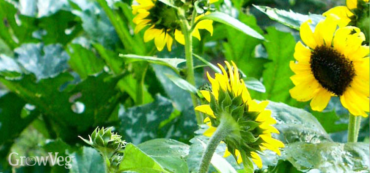 Sunflowers growing among squash