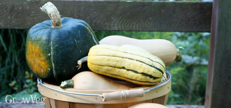 An amazing variety of winter squash are available to grow