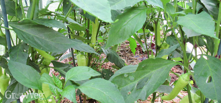 Staked capsicum